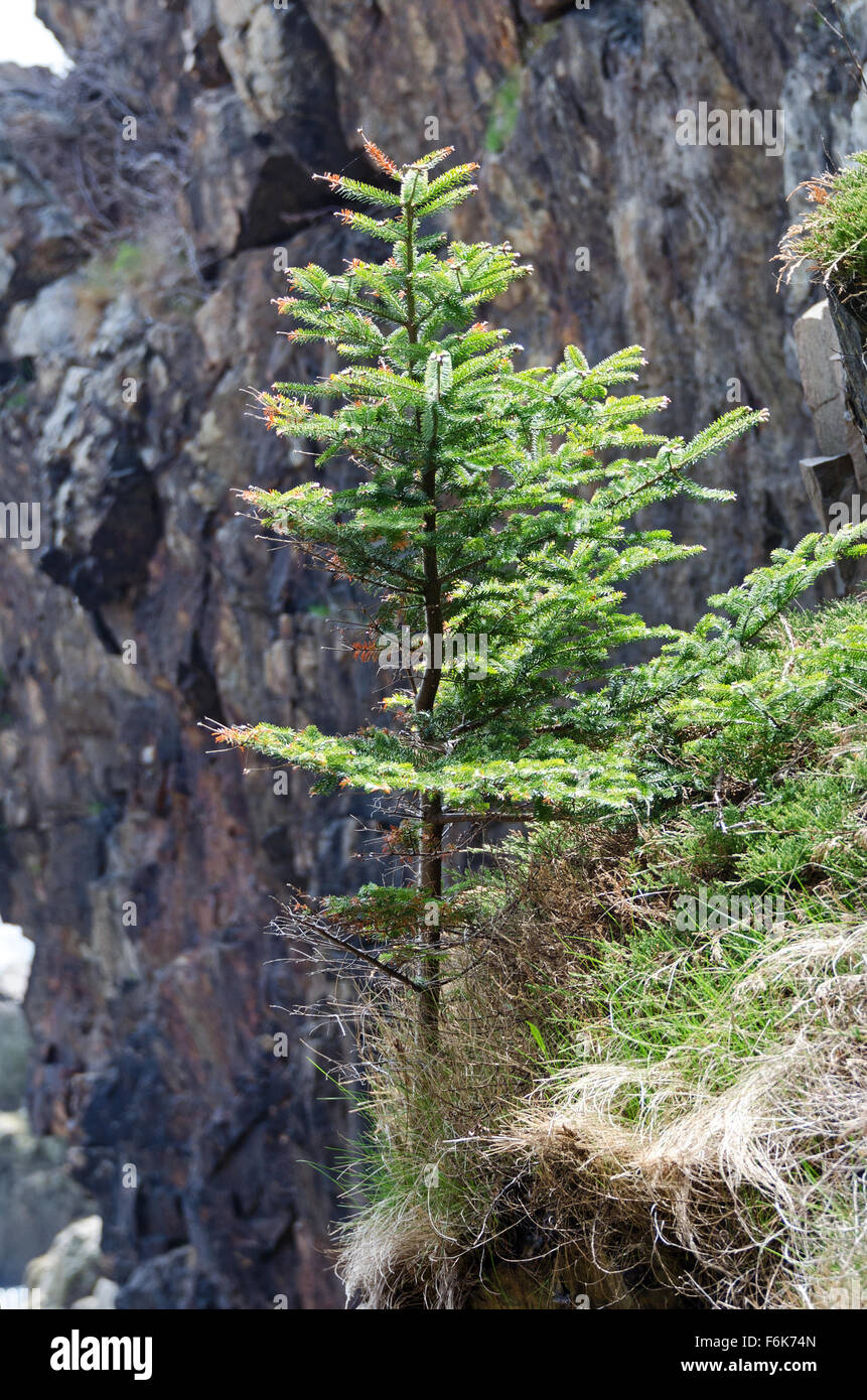 Spruce head maine hires stock photography and images Alamy