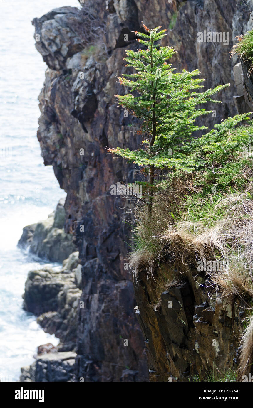 Spruce head maine hires stock photography and images Alamy