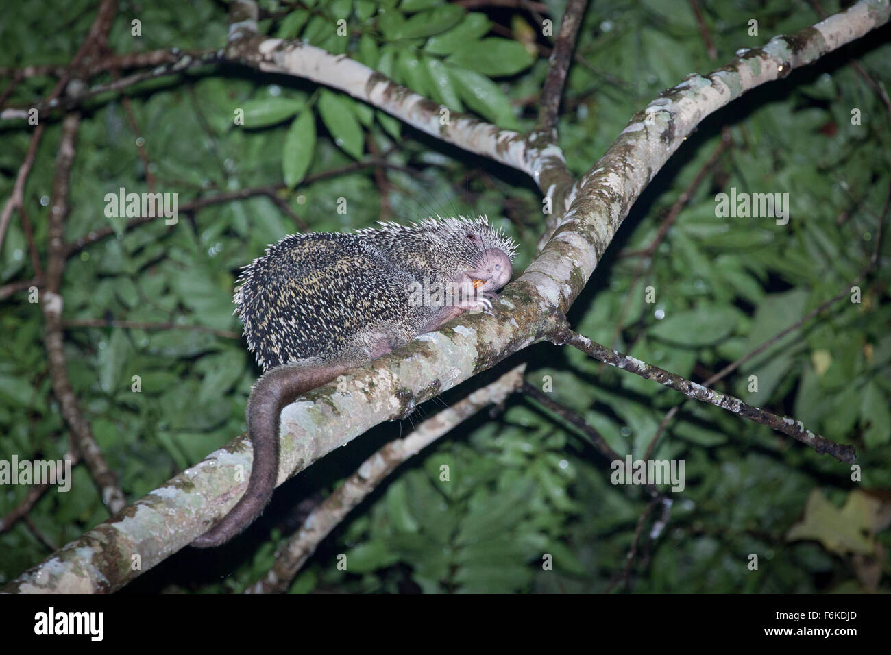 A Brazilian porcupine, Coendou prehensilis, utilizing its prehensile