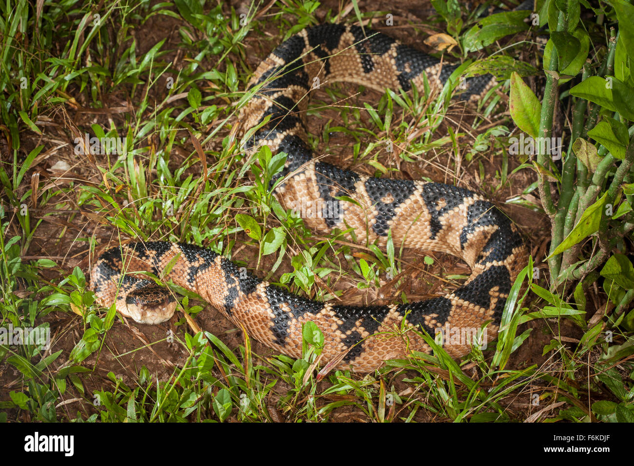 A large South American Bushmaster (Lachesis muta muta) at night in the middle of the trail in striking pose. Stock Photo