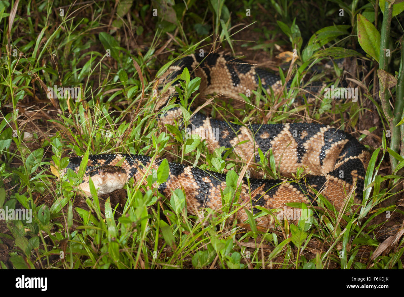 A large South American Bushmaster (Lachesis muta muta) at night in the middle of the trail in striking pose. Stock Photo