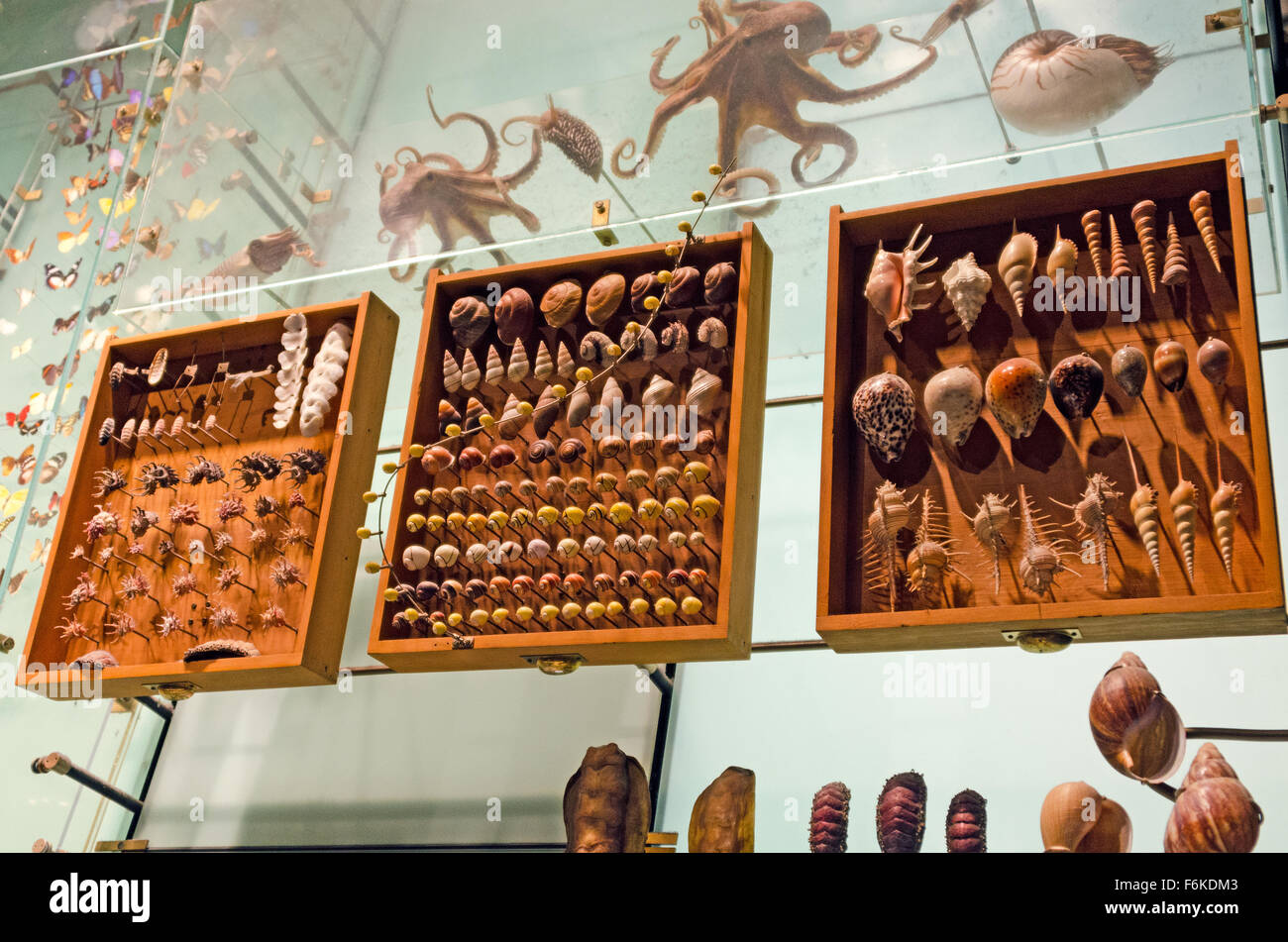 Shells displayed at the American Museum of Natural History, New York. Stock Photo