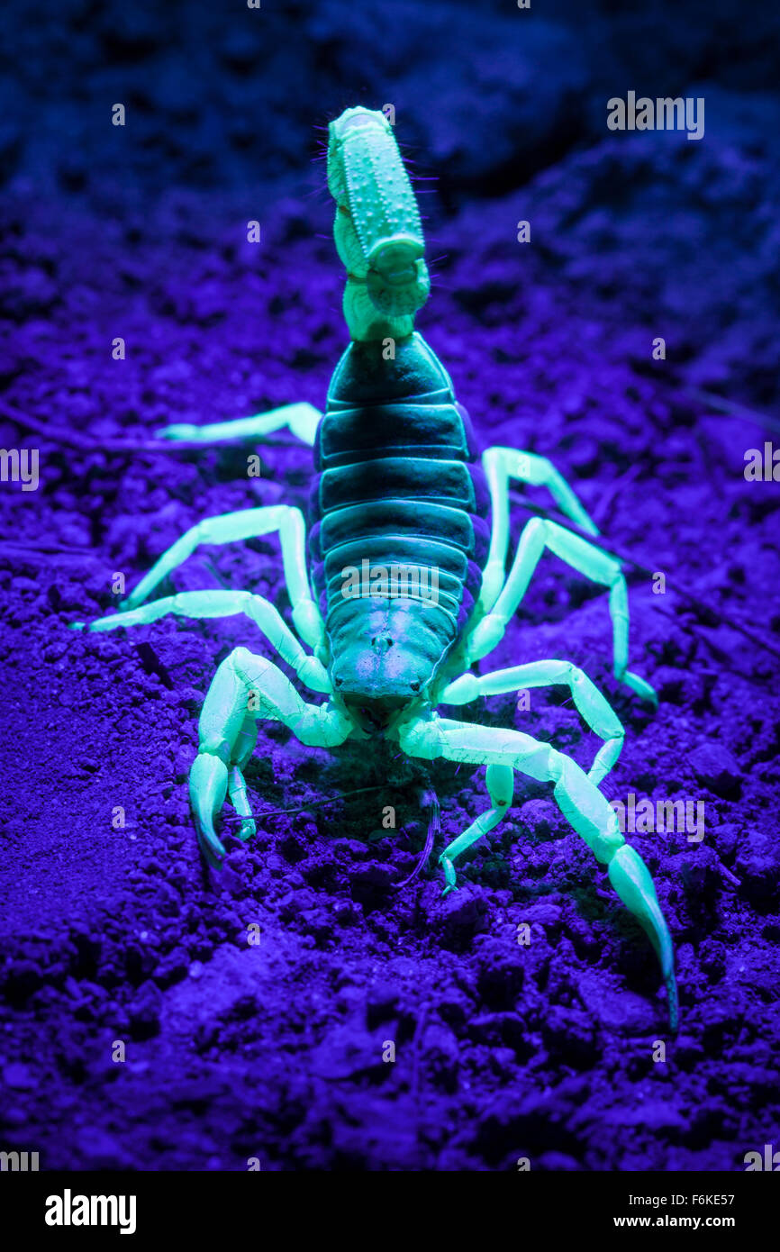 Black light scorpion hires stock photography and images Alamy