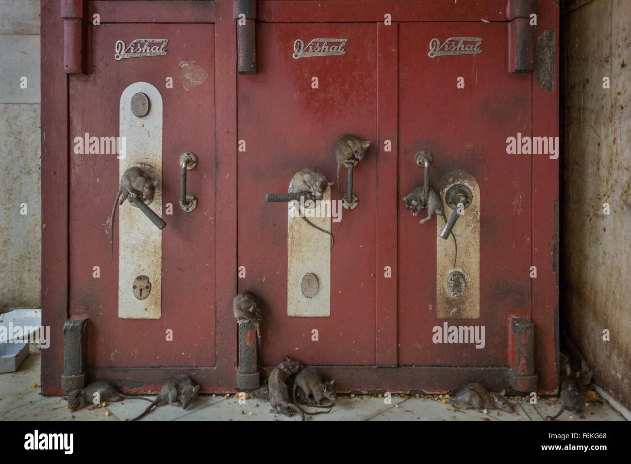 Many, many rats cover all surfaces at the Karni Mata Temple in Deshnok, India. Stock Photo
