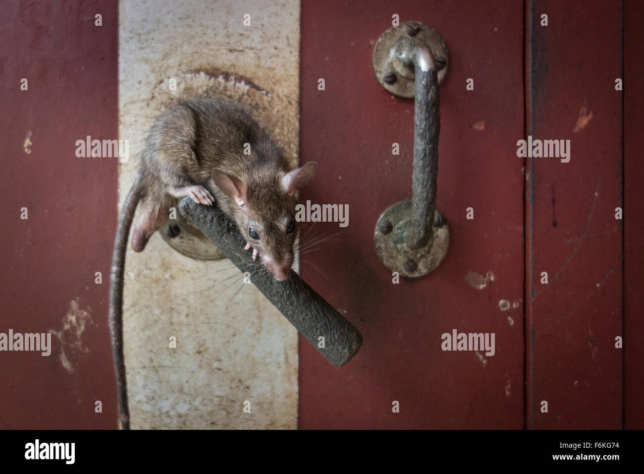 Many, many rats cover all surfaces at the Karni Mata Temple in Deshnok, India. Stock Photo