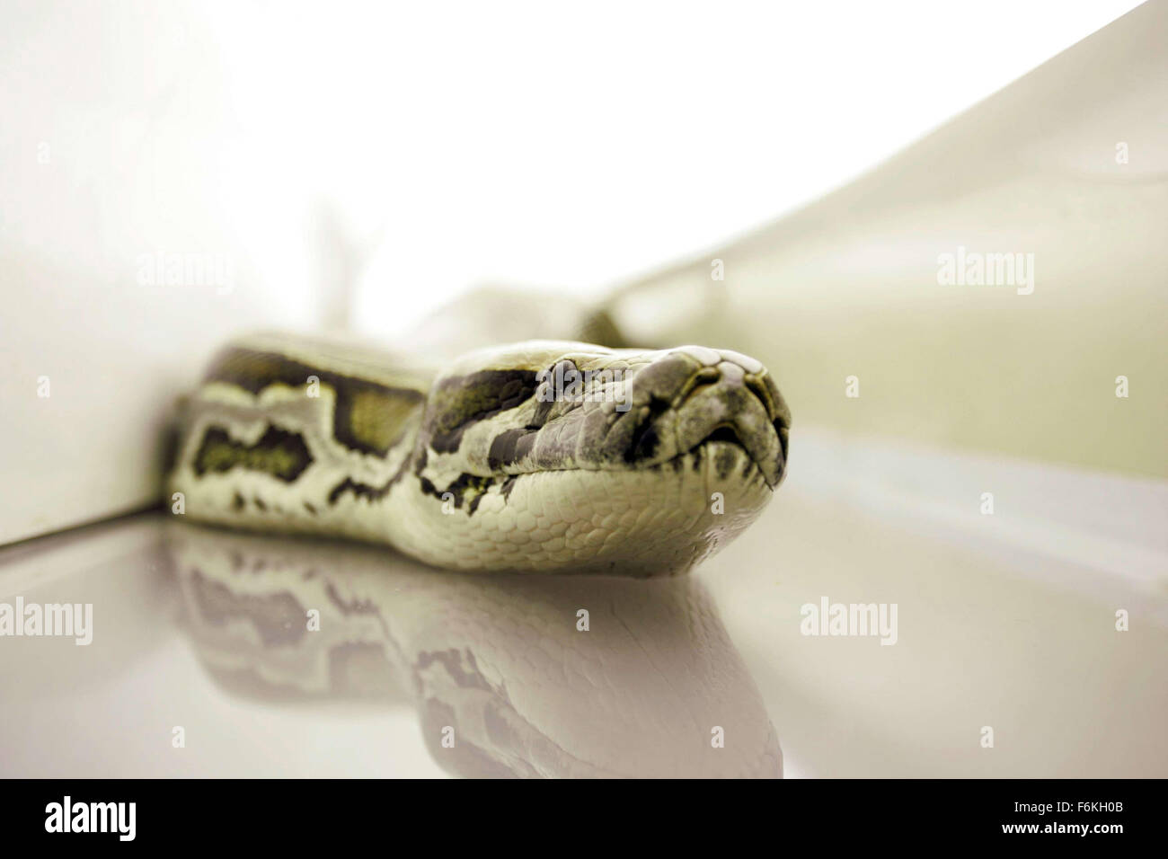 RELEASE DATE: August 18, 2006. MOVIE TITLE: Snakes on a Plane. STUDIO: New Line Cinema. PLOT: An FBI agent takes on a plane full of deadly and poisonous snakes, deliberately released to kill a witness being flown from Honolulu to Los Angeles to testify against a mob boss. PICTURED: . Stock Photo