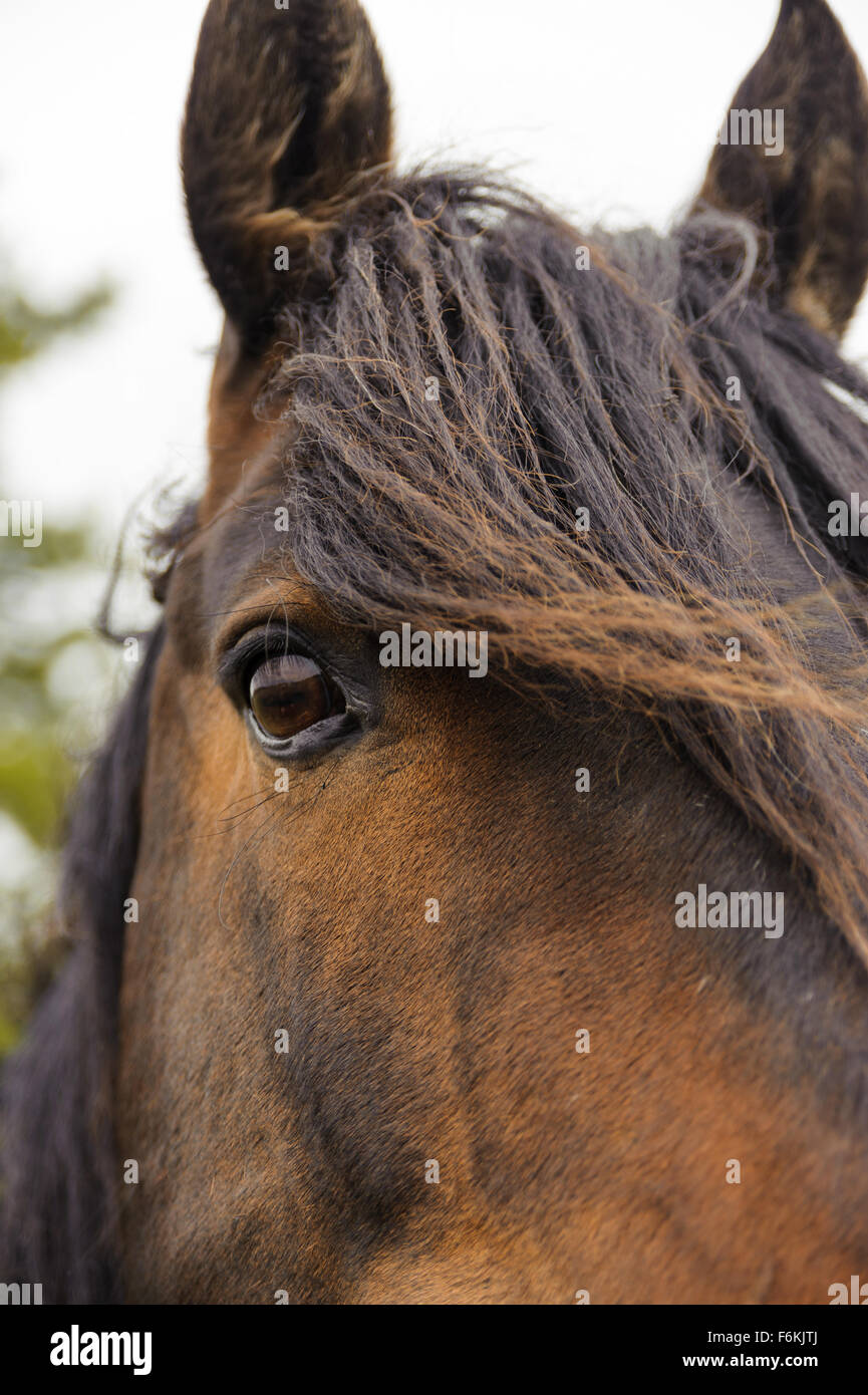closeup horse eye with mane in Cypress Hill Provincial Park, Saskatchewan, Canada Stock Photo