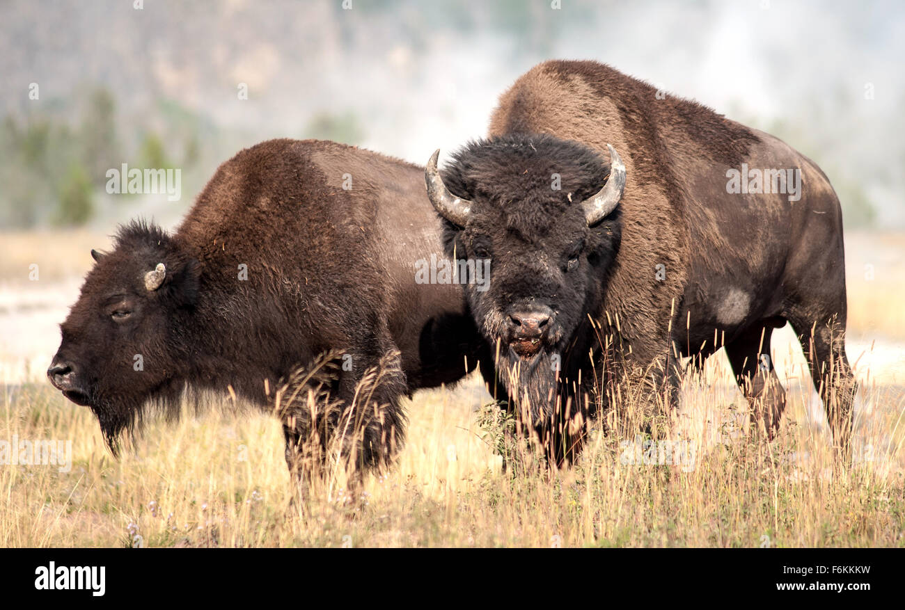 a-male-bisonbuffalo-right-with-female-bisonbuffalo-during-the-mating-F6KKKW.jpg
