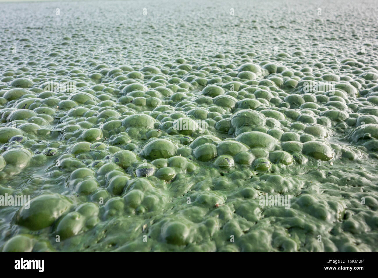 Algal Mat High Resolution Stock Photography and Images - Alamy