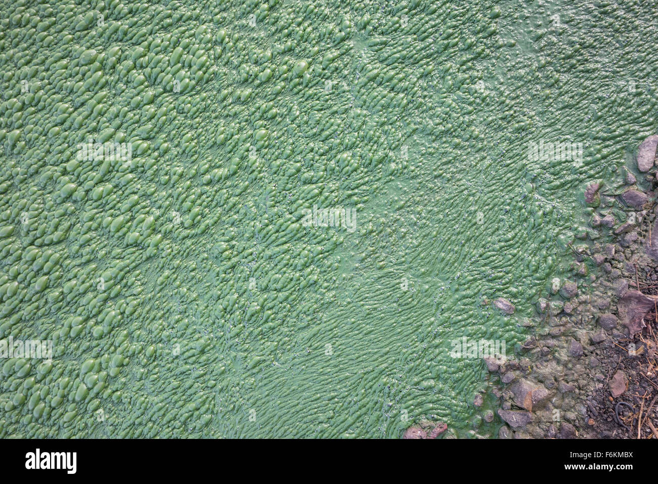 Thick algal mat at Lonar lake, India Stock Photo Alamy