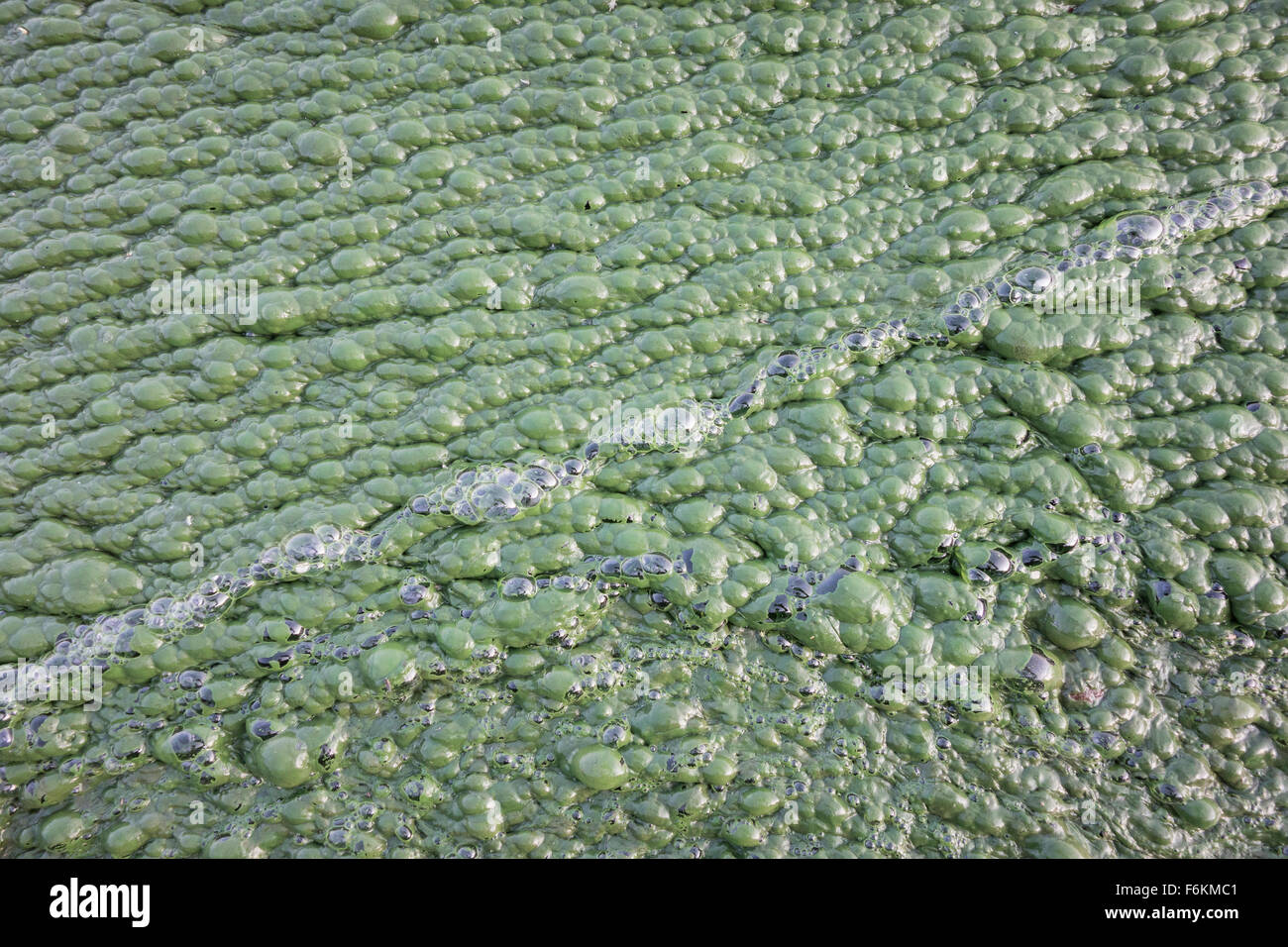 Thick algal mat at Lonar lake, India. Stock Photo