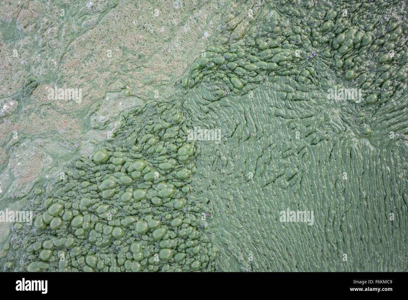 Thick algal mat at Lonar lake, India Stock Photo Alamy