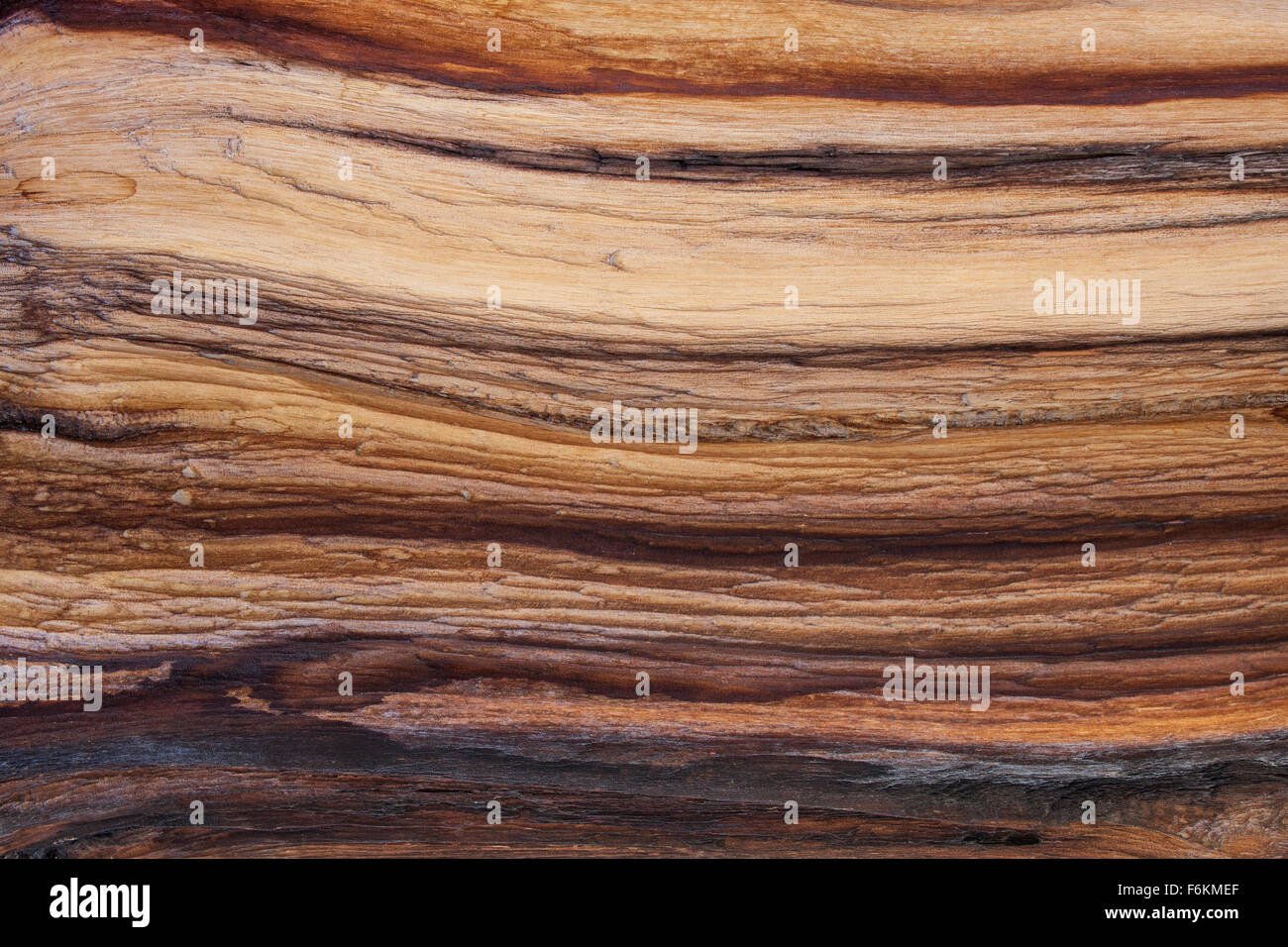 Beautiful striations in an exposed section of an ancient bristlecone tree trunk. Ancient Bristlecone Pine Forest, California, US Stock Photo