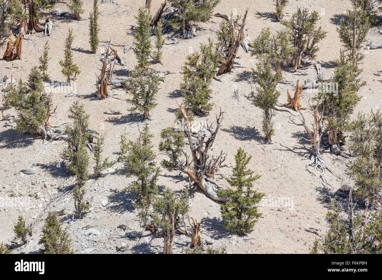 Ancient Bristlecone Pine Forest, California, USA.  Bristlecone pines are among the few plants that can tolerate the high elevati Stock Photo