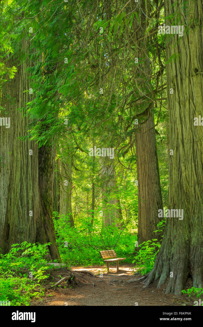 Giant cedar tree hires stock photography and images Alamy