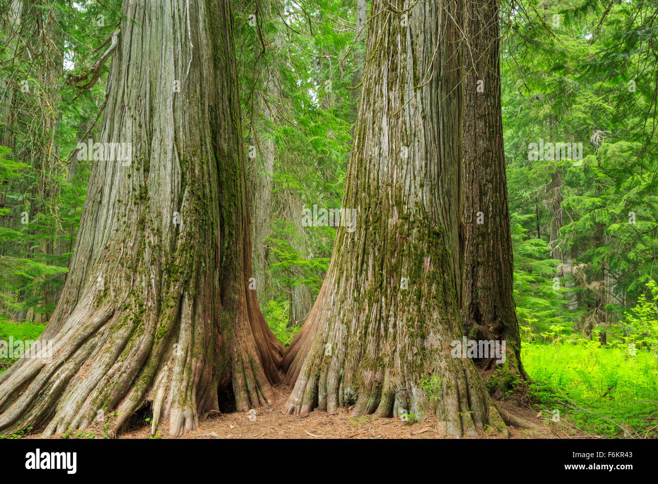 Giant cedar tree hires stock photography and images Alamy