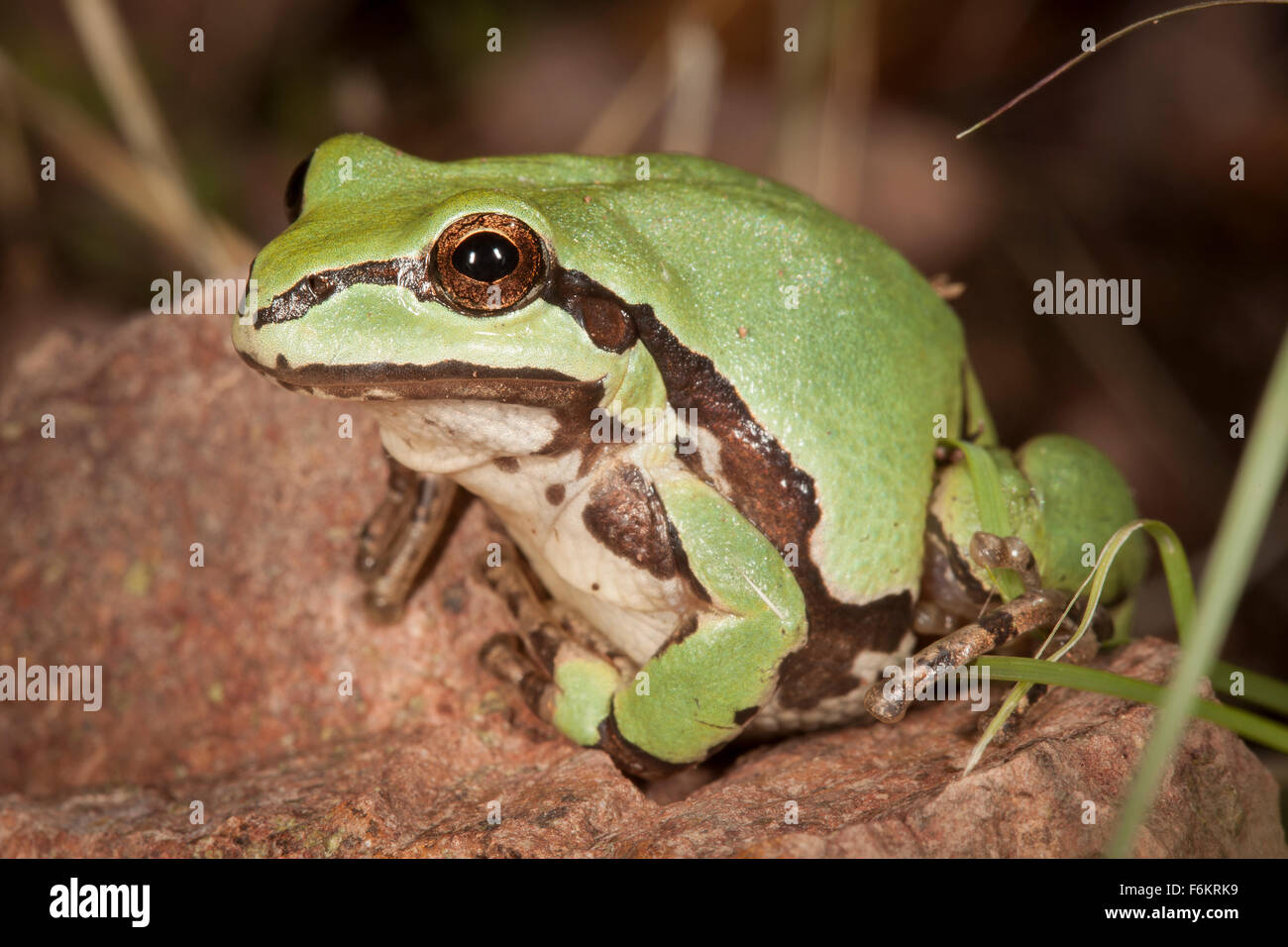 Wright's mountain tree frog (Hyla wrightorum) in Arizona.  Formerly known as Hyla exima. Stock Photo