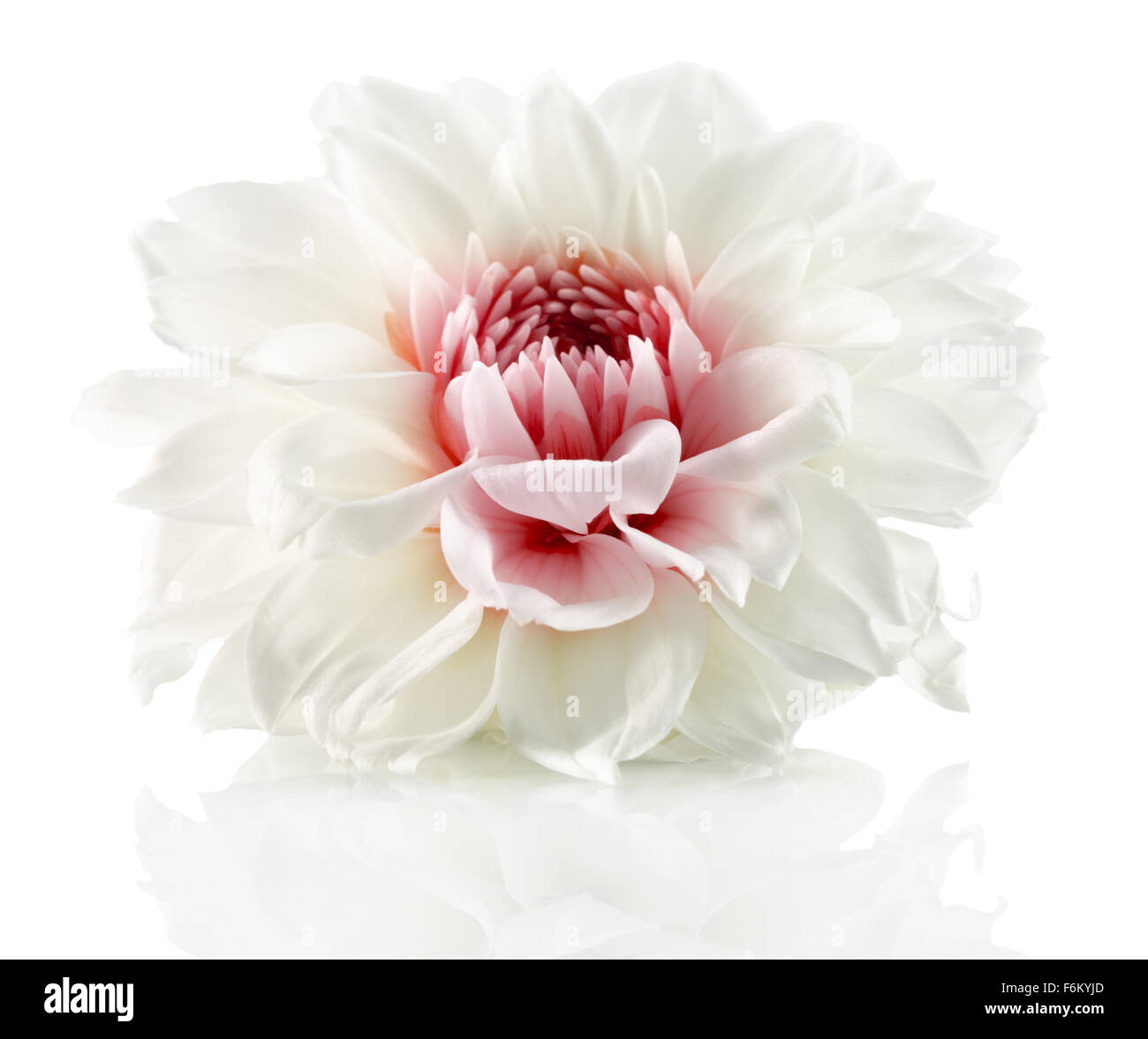 white flower with red center isolated on the white background. Stock Photo