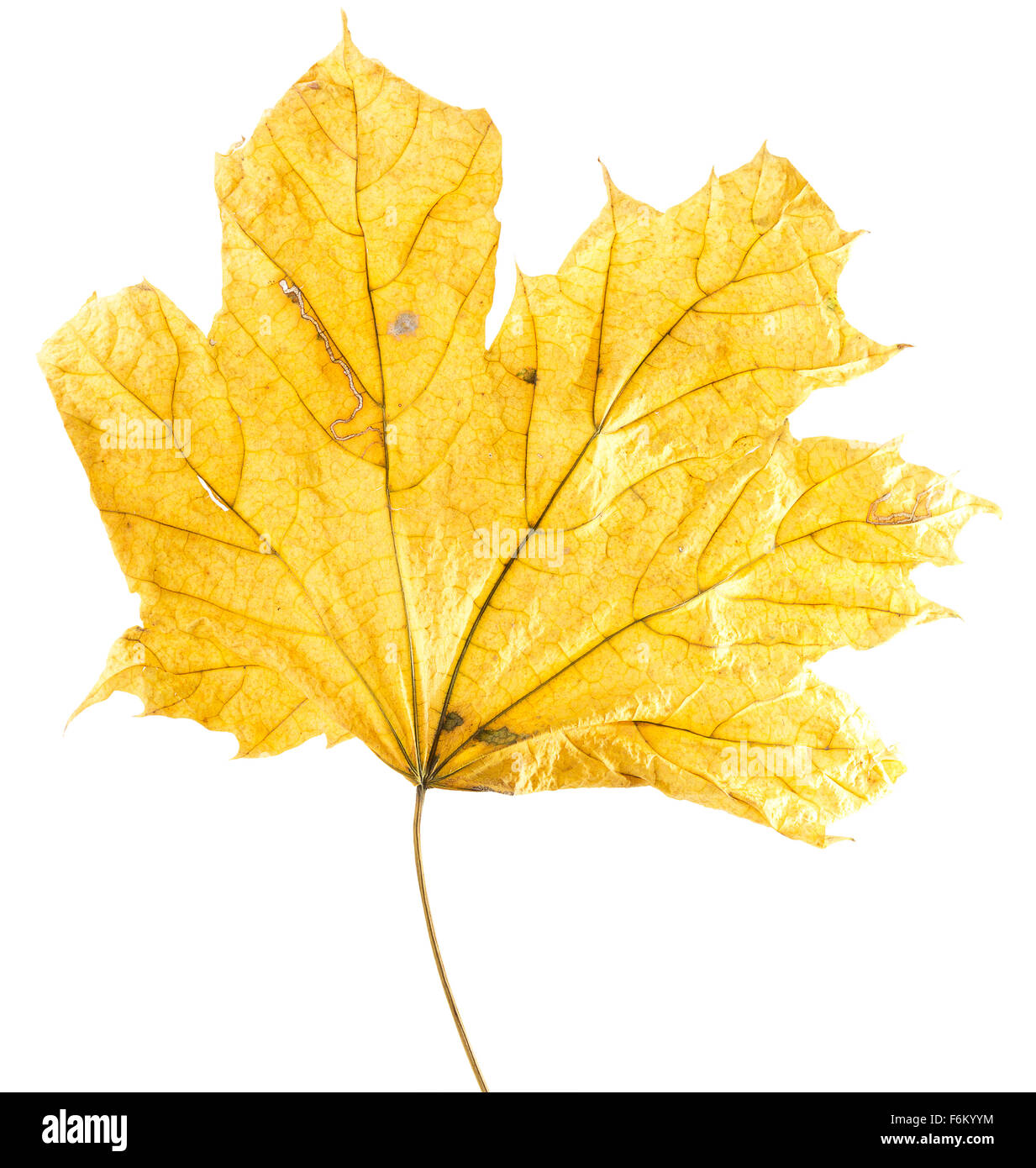 autumn yellow maple leaf isolated on the white background Stock Photo ...