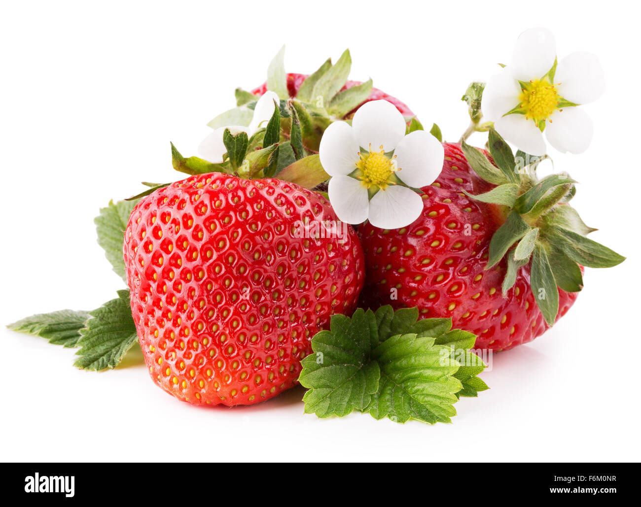 strawberries with flowers isolated on the white background. Stock Photo