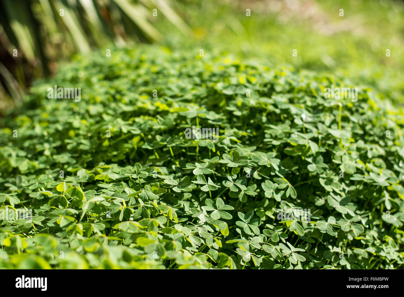 Floor filled with clover in autumn Stock Photo - Alamy