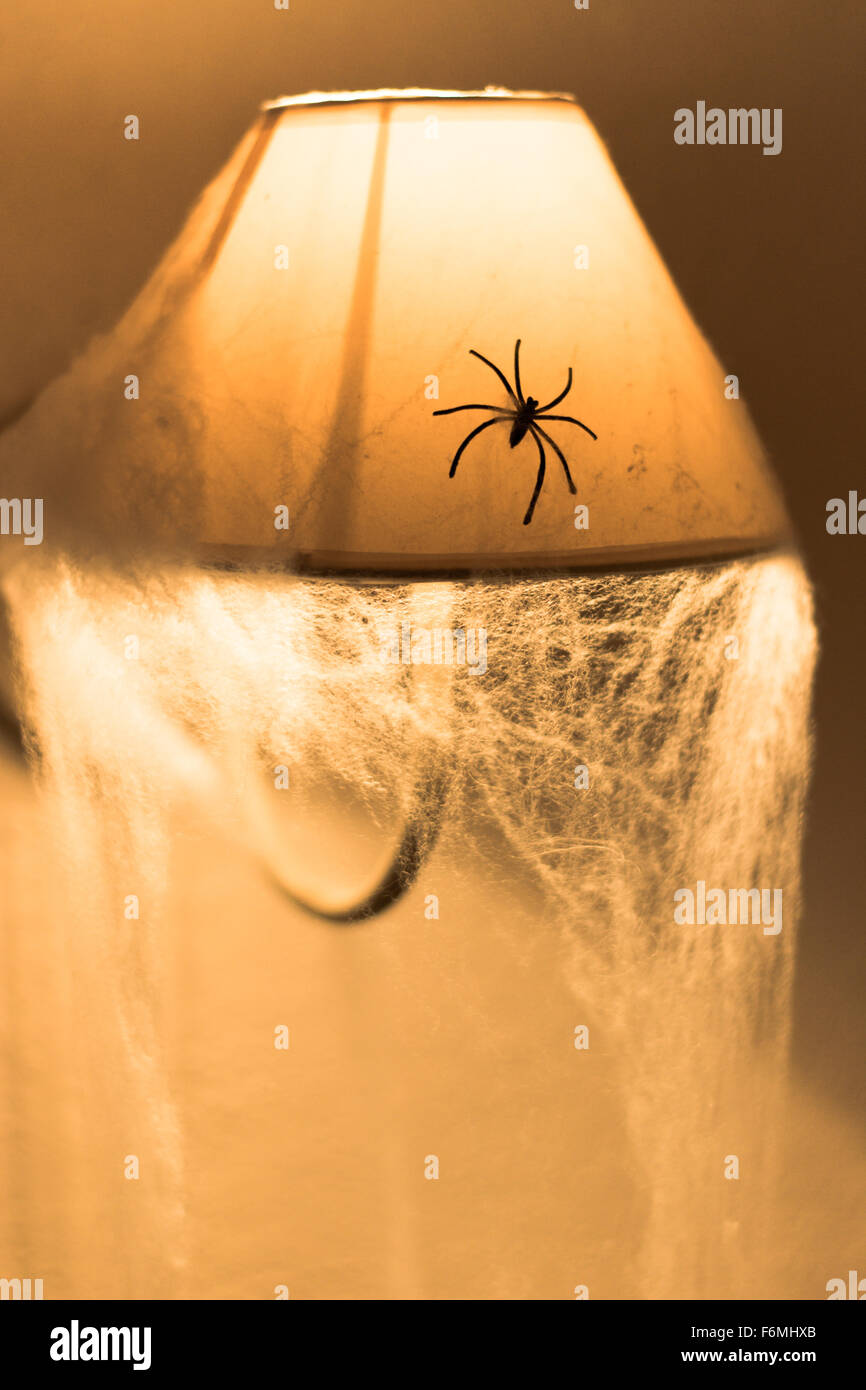 spider on a lamp a halloween night Stock Photo