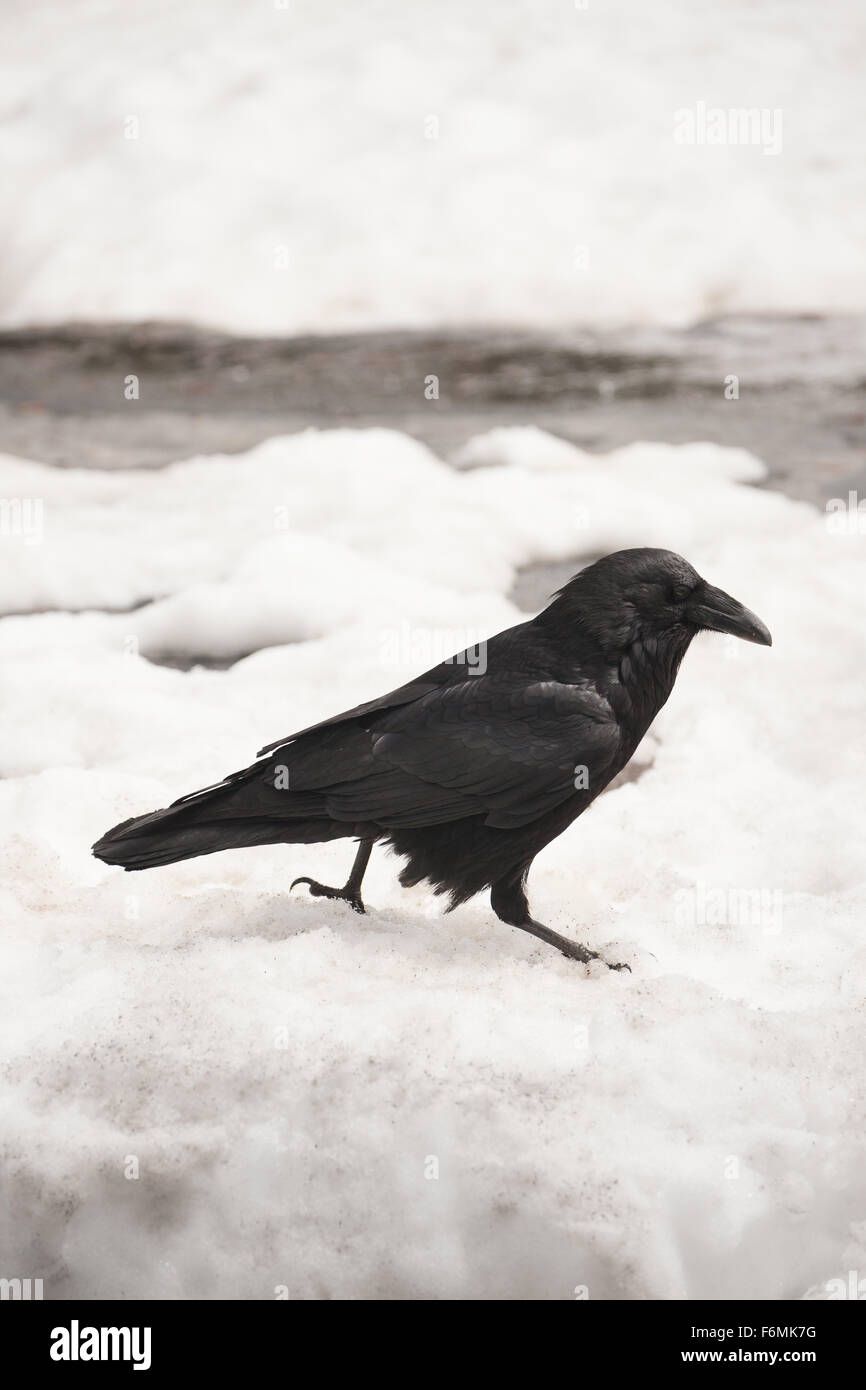Raven walking on packed snow in Yellowstone National Park, Wyoming, USA Stock Photo