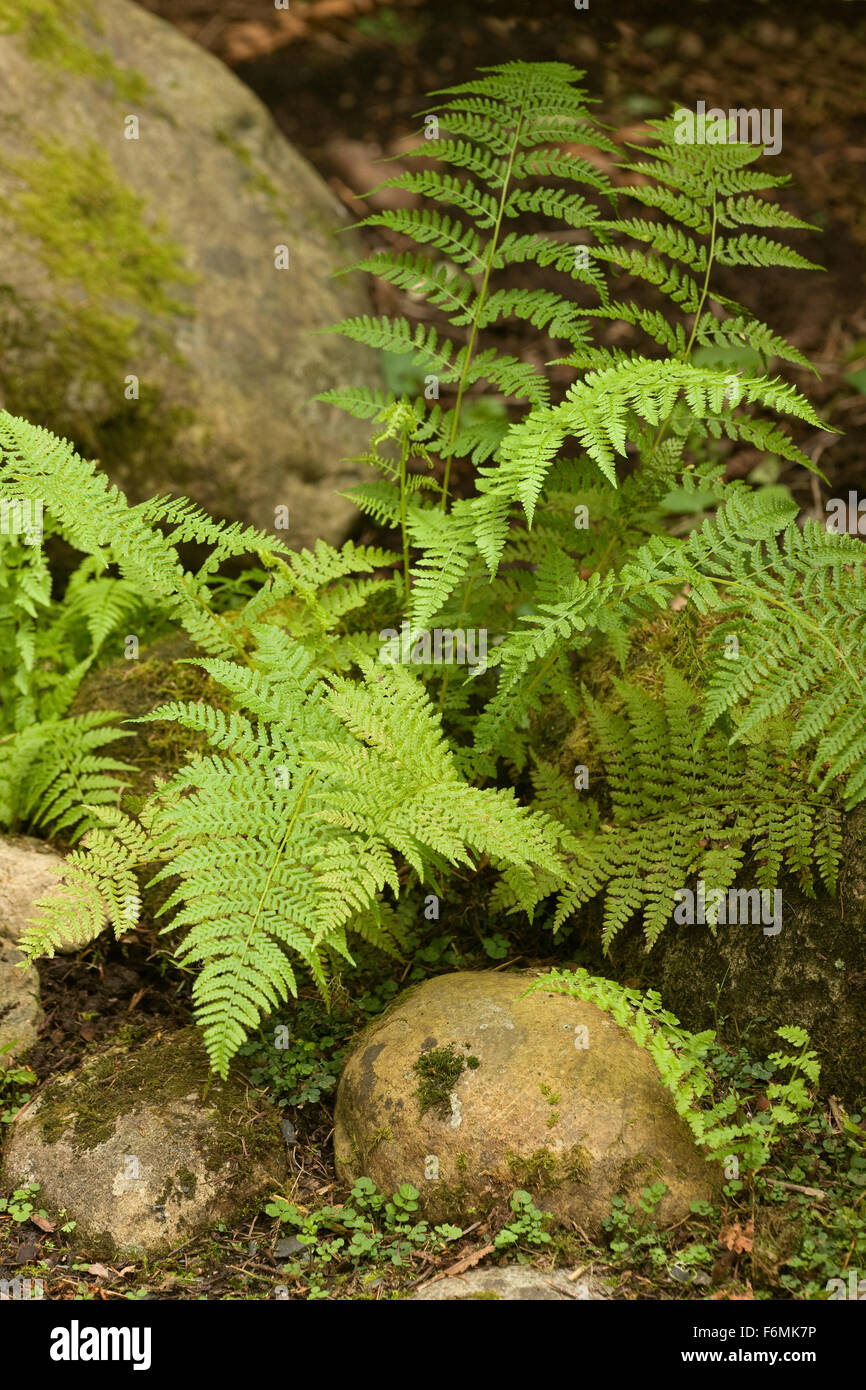 Lady Fern growing among some large rocks in a shady yard in Issaquah, Washington, USA Stock Photo
