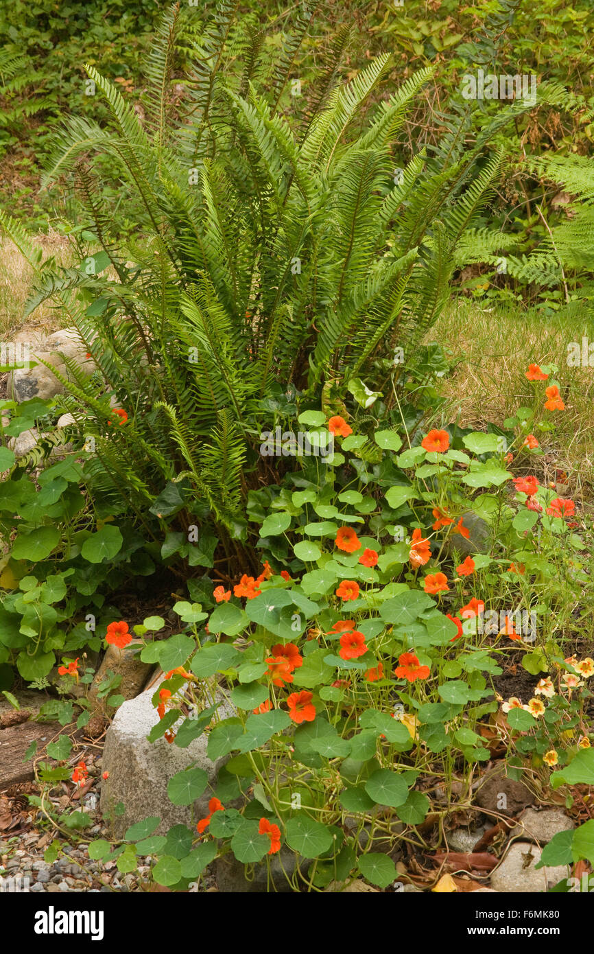Swordfern and Nasturtiums in a shady backyard in Issaquah, WA.  The leaves and flowers of Nasturtiums are edible, with a peppery Stock Photo