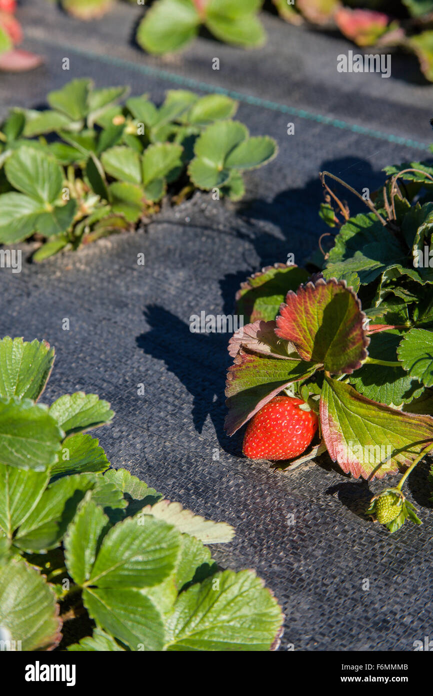 Closeup of strawberries growing under black garden fabric at The