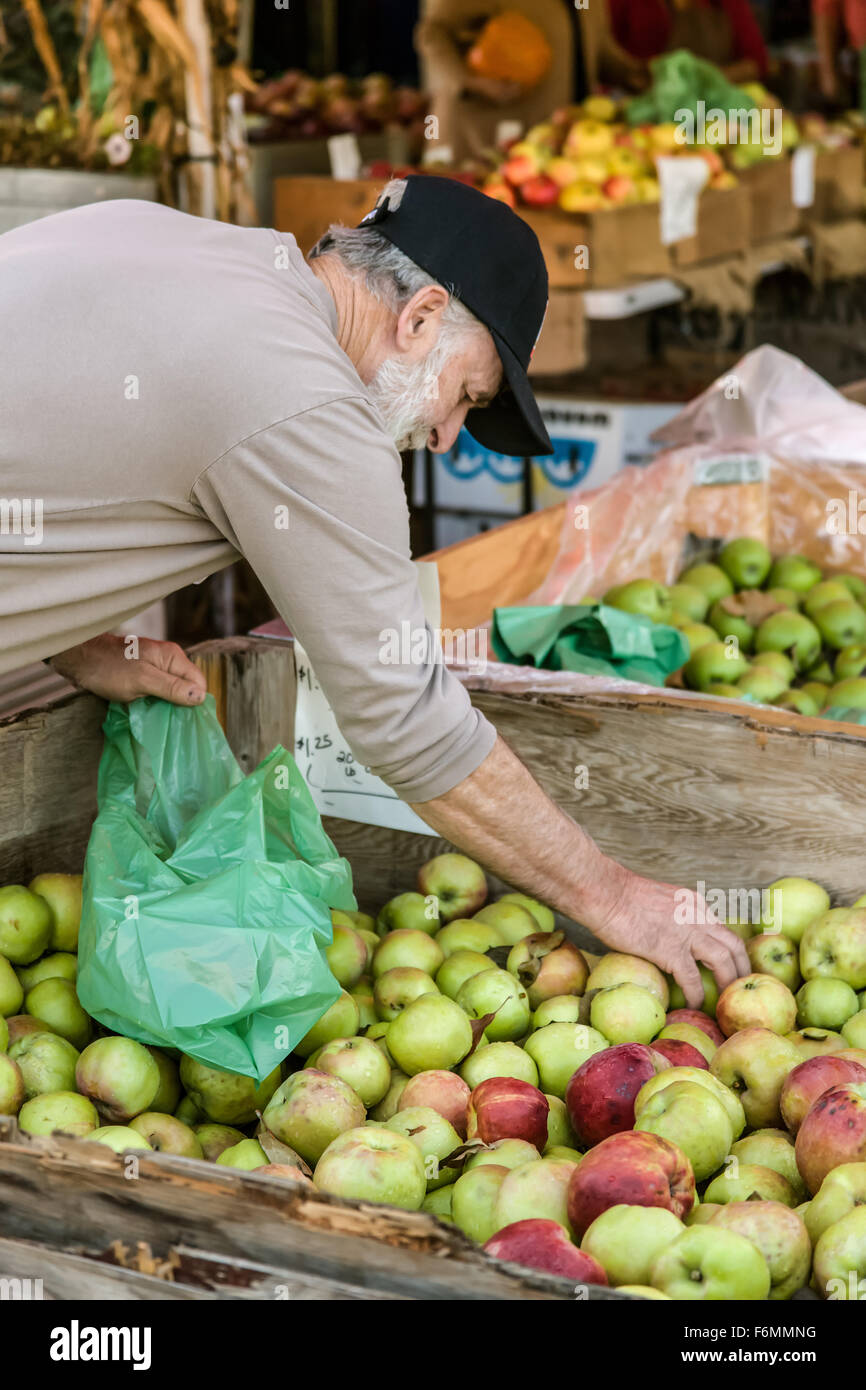 Man buying Gravenstein apples from a bin at Draper Girls Country Farm near Hood River, Oregon, USA. Stock Photo
