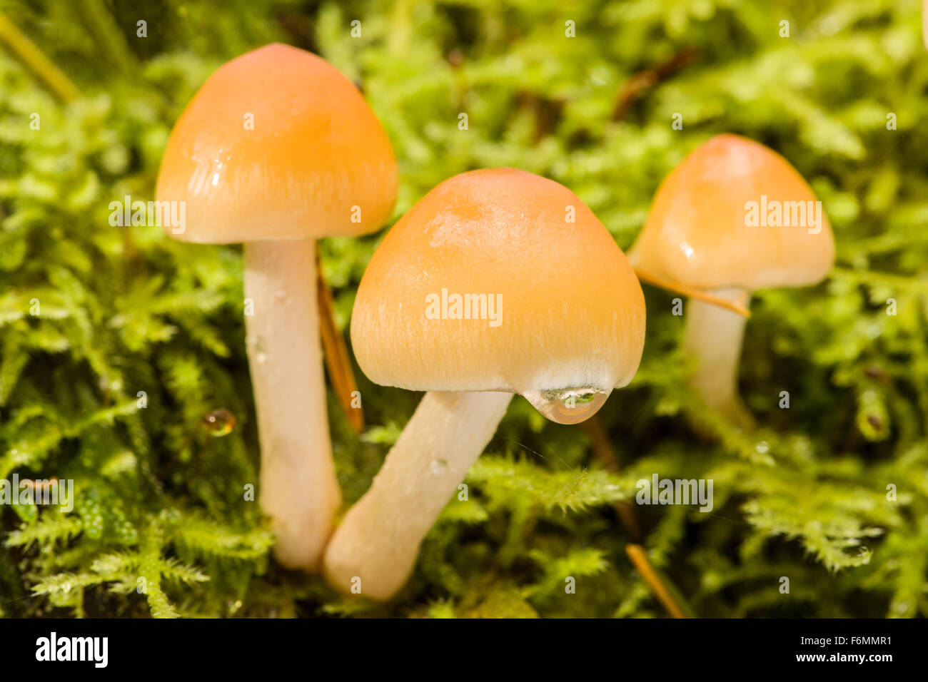 Clustered Woodlover, Sulphur Tuft or Green-gilled Woodlover (Naematoloma fasciculare) mushrooms are a poisonous fungi Stock Photo