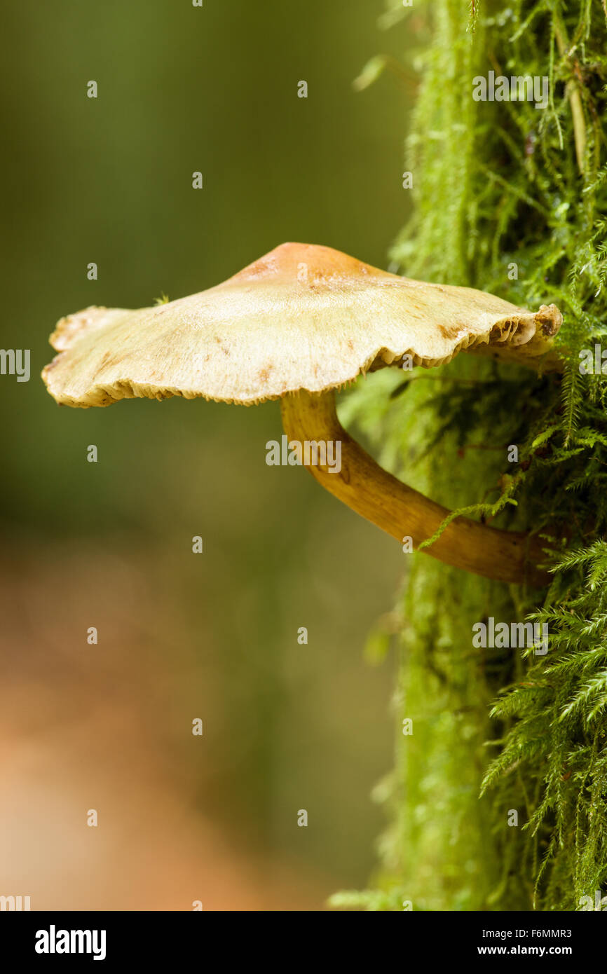 Clustered Woodlover (Naematoloma fasciculare or Hypholoma fasciculare) mushrooms are a poisonous fungi Stock Photo