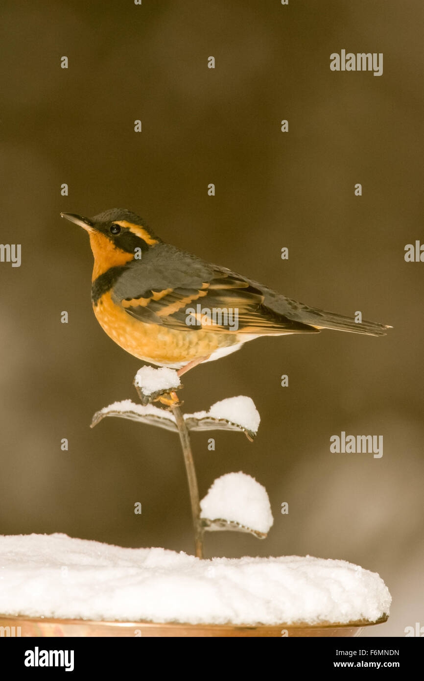 Varied Thrush perched above a snowcovered birdbath in Issaquah