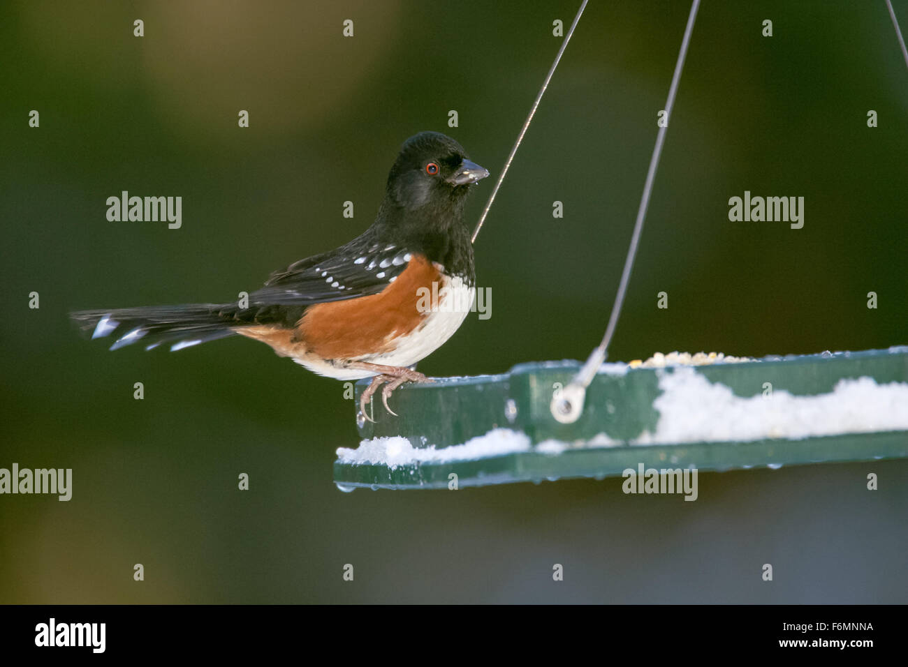 Spotted Towhee Pipilo Maculatus On Snow Covered Bird Feeder In