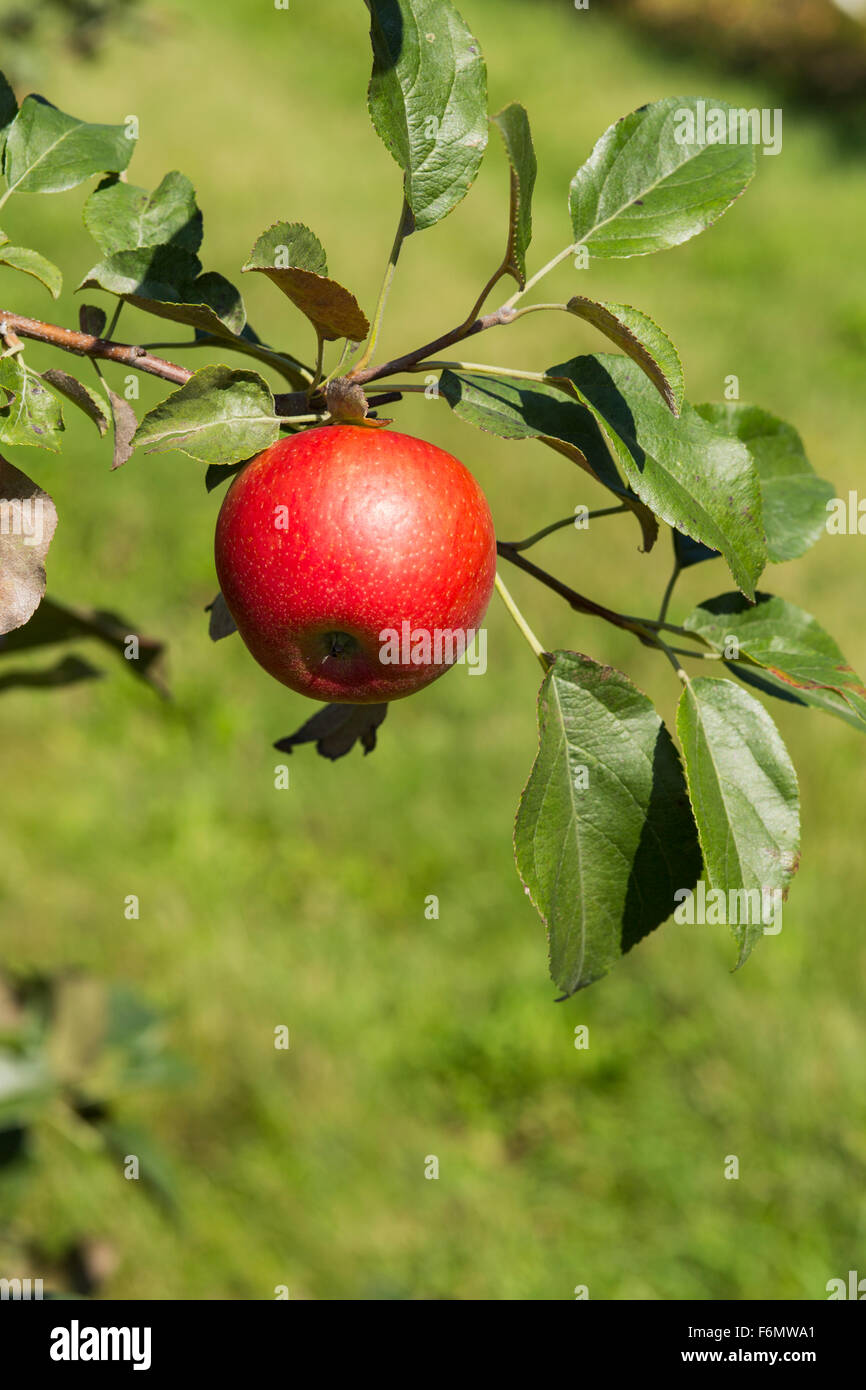 USA,Wisconsin,Door County, apple orchard with ripe fruit Stock Photo