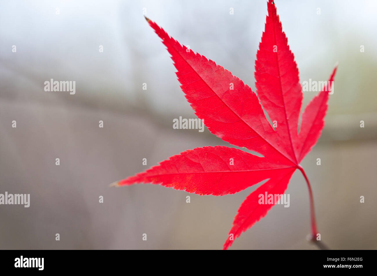 Leaf of japanese maple hi-res stock photography and images - Alamy