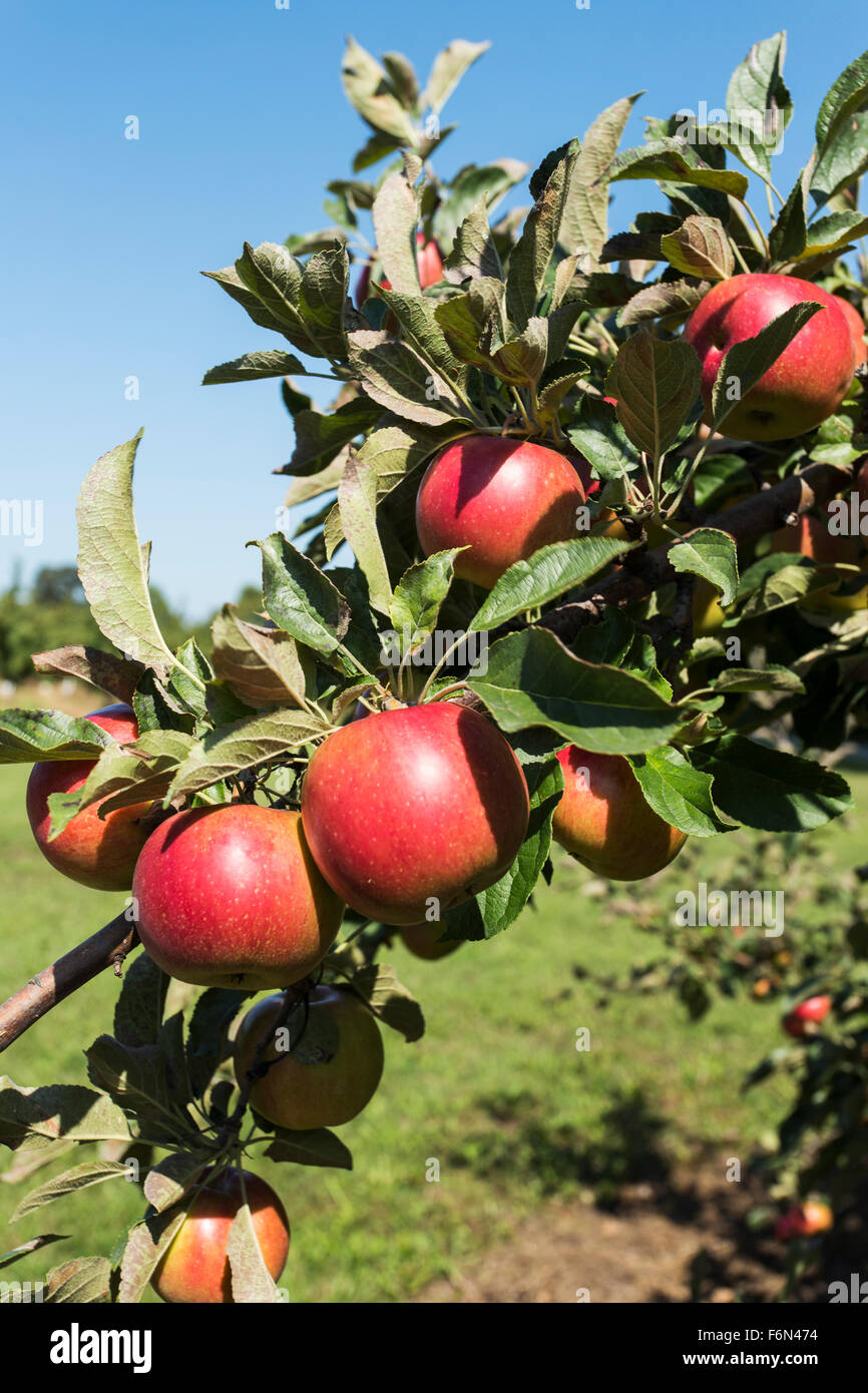 USA,Wisconsin,Door County,  apple orchard with ripe fruit Stock Photo