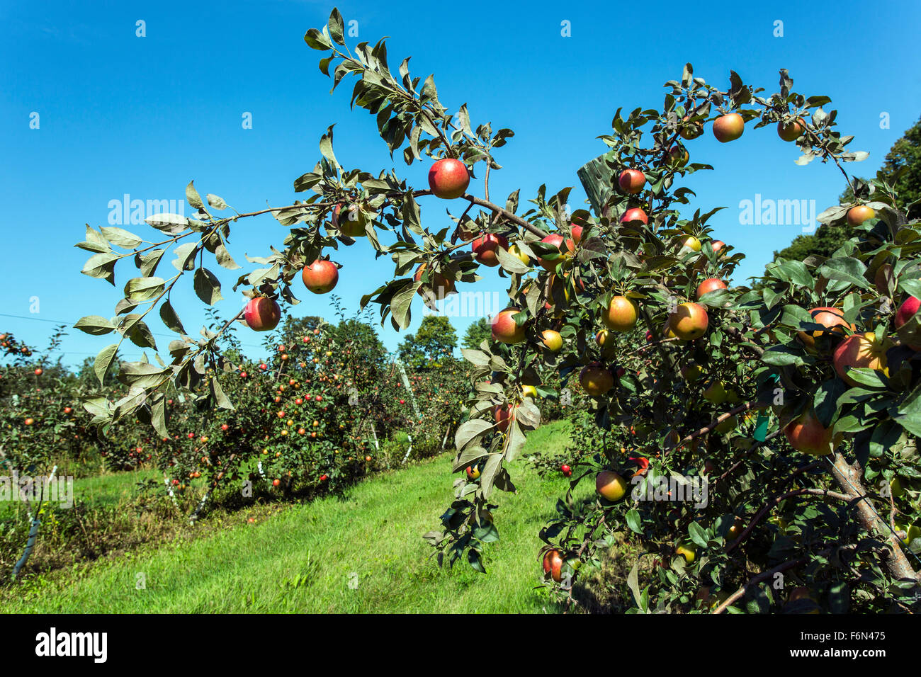 USA,Wisconsin,Door County,  apple orchard with ripe fruit Stock Photo