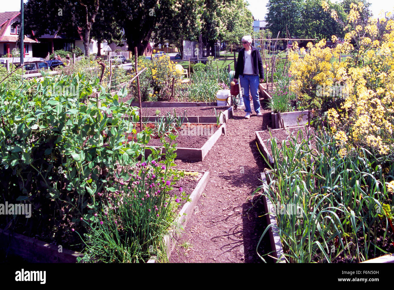 Community Garden, Urban Gardens, Vancouver, BC, British Columbia, Canada - Sustainable City Gardening Allotment, Spring Stock Photo