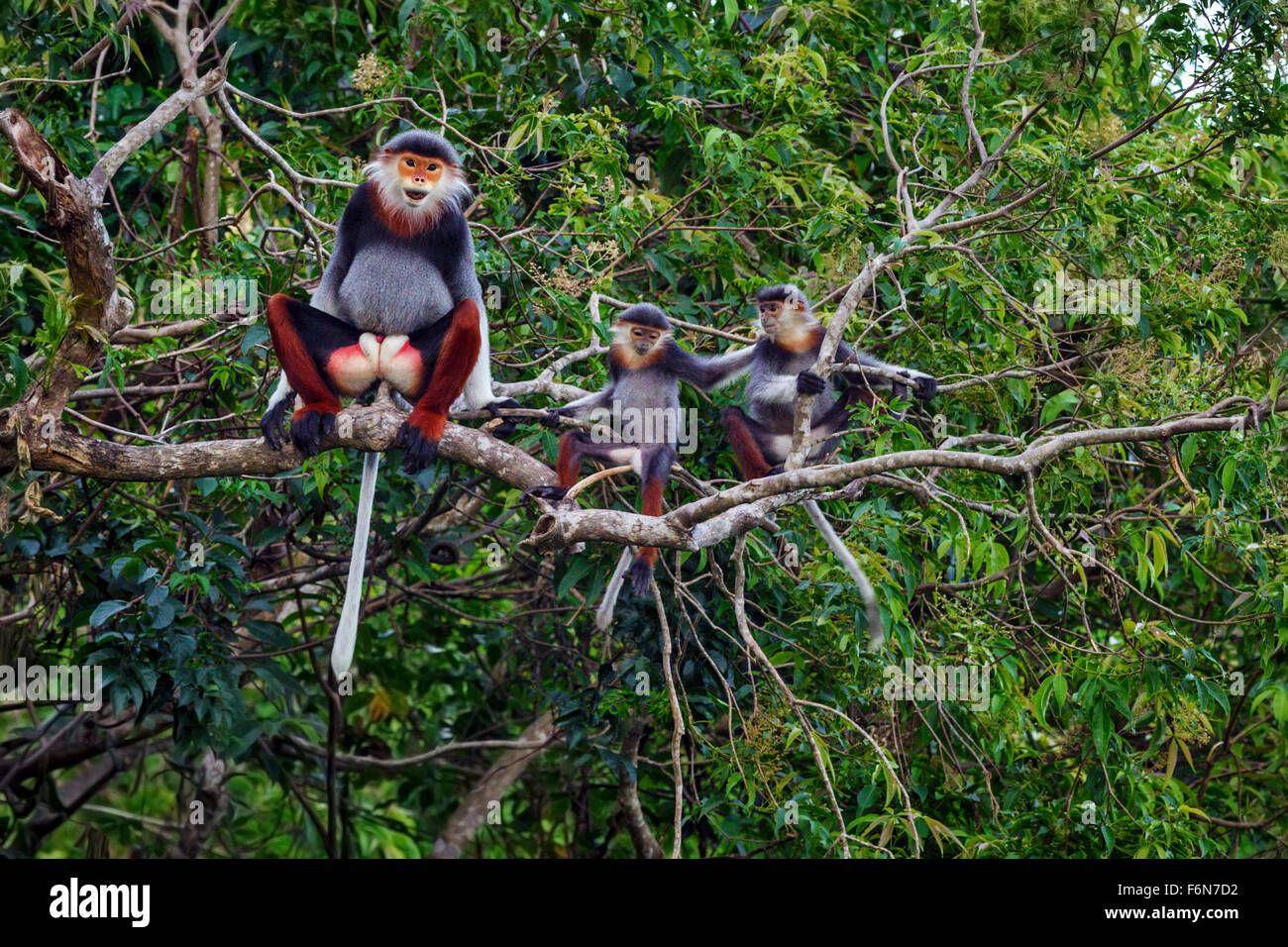 Adult male Red-shanked douc babysitting in the canopy at Son Tra nature reserve in Vietnam Stock Photo