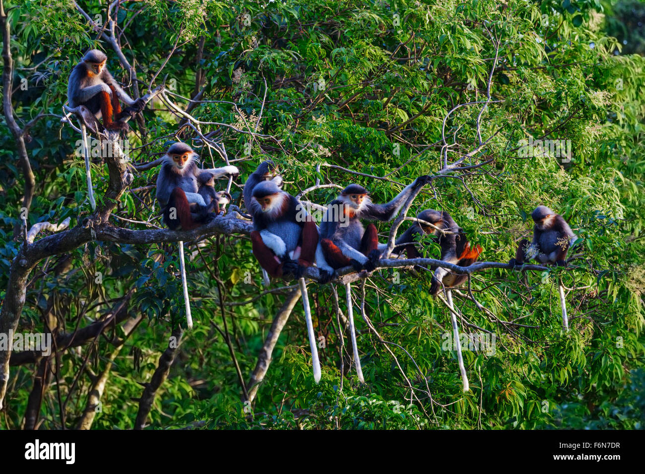 Red-shanked douc family group feeding in the canopy at Son Tra nature reserve in Vietnam Stock Photo
