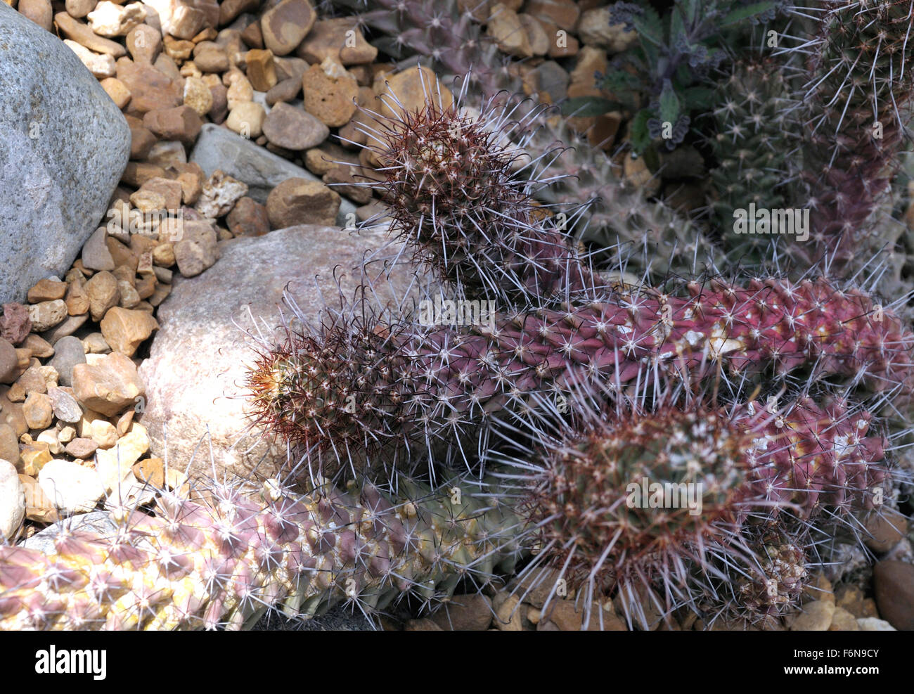 a  cactus plant called The cochemiea Stock Photo
