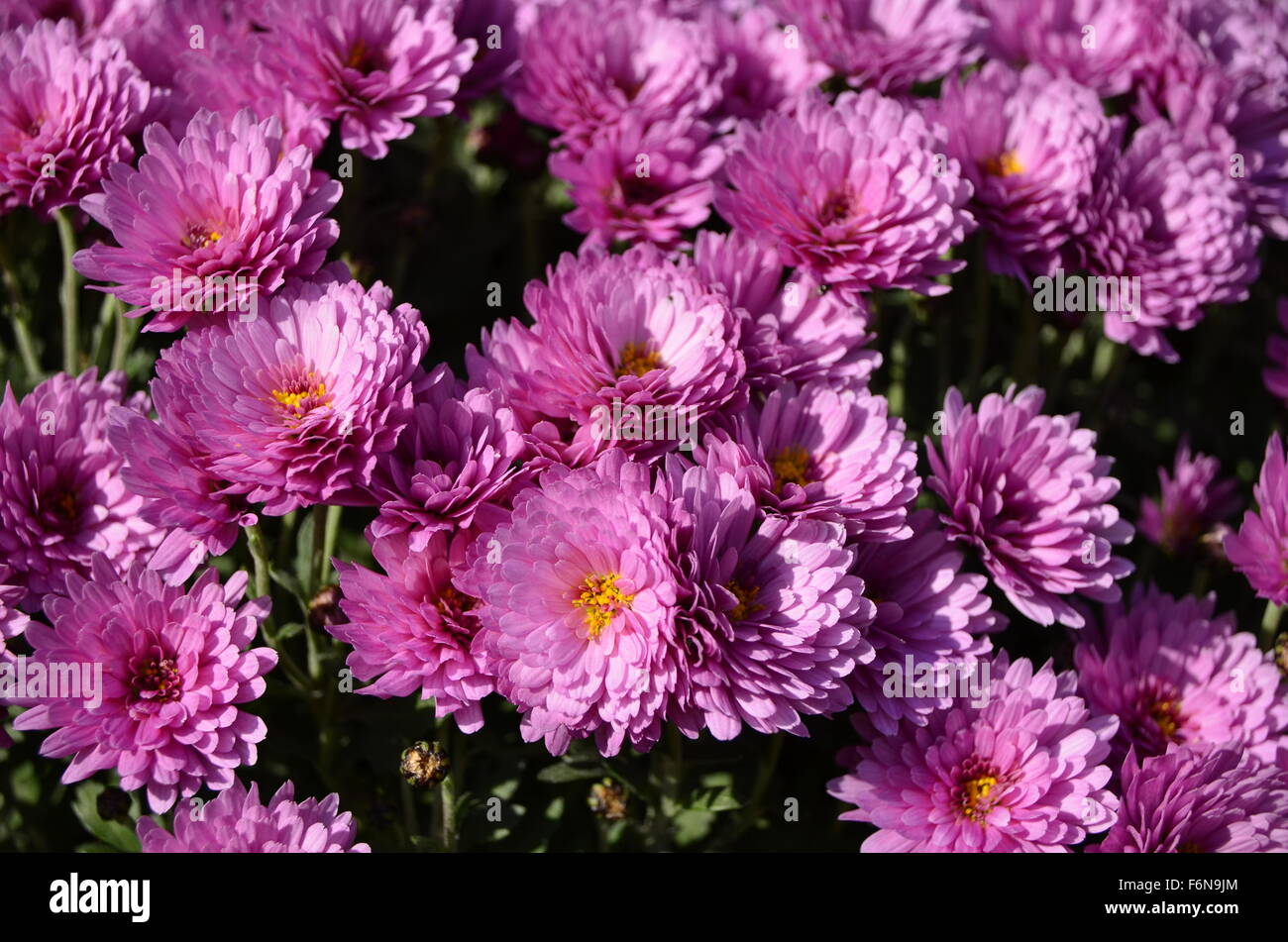 Chrysanthemum garden hi-res stock photography and images - Alamy