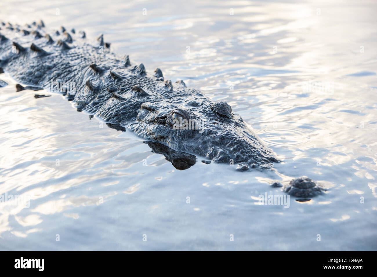 A large American crocodile (Crocodylus acutus) surfaces in a lagoon in Turneffe Atoll, Belize. This potentially dangerous reptil Stock Photo