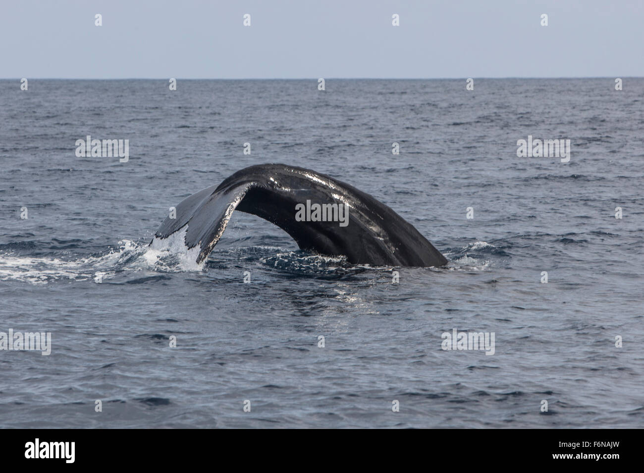 A humpback whale (Megaptera novaengliae) dives in the Caribbean Sea. Atlantic Humpbacks migrate from northern feeding grounds to Stock Photo