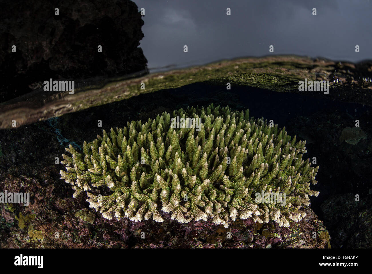 A colorful coral colony grows in shallow water in the Solomon Islands ...