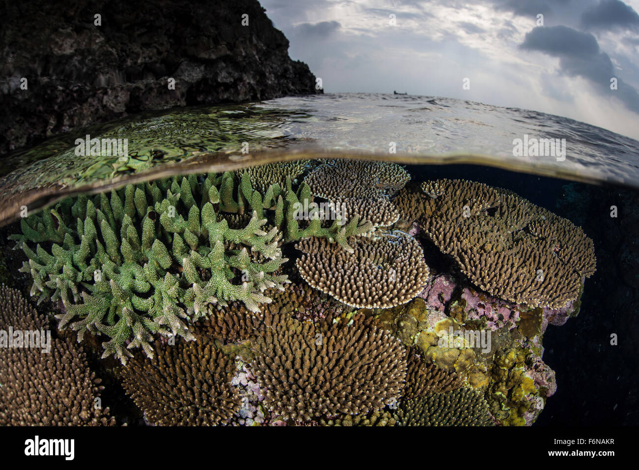 A colorful coral reef grows in shallow water in the Solomon Islands ...