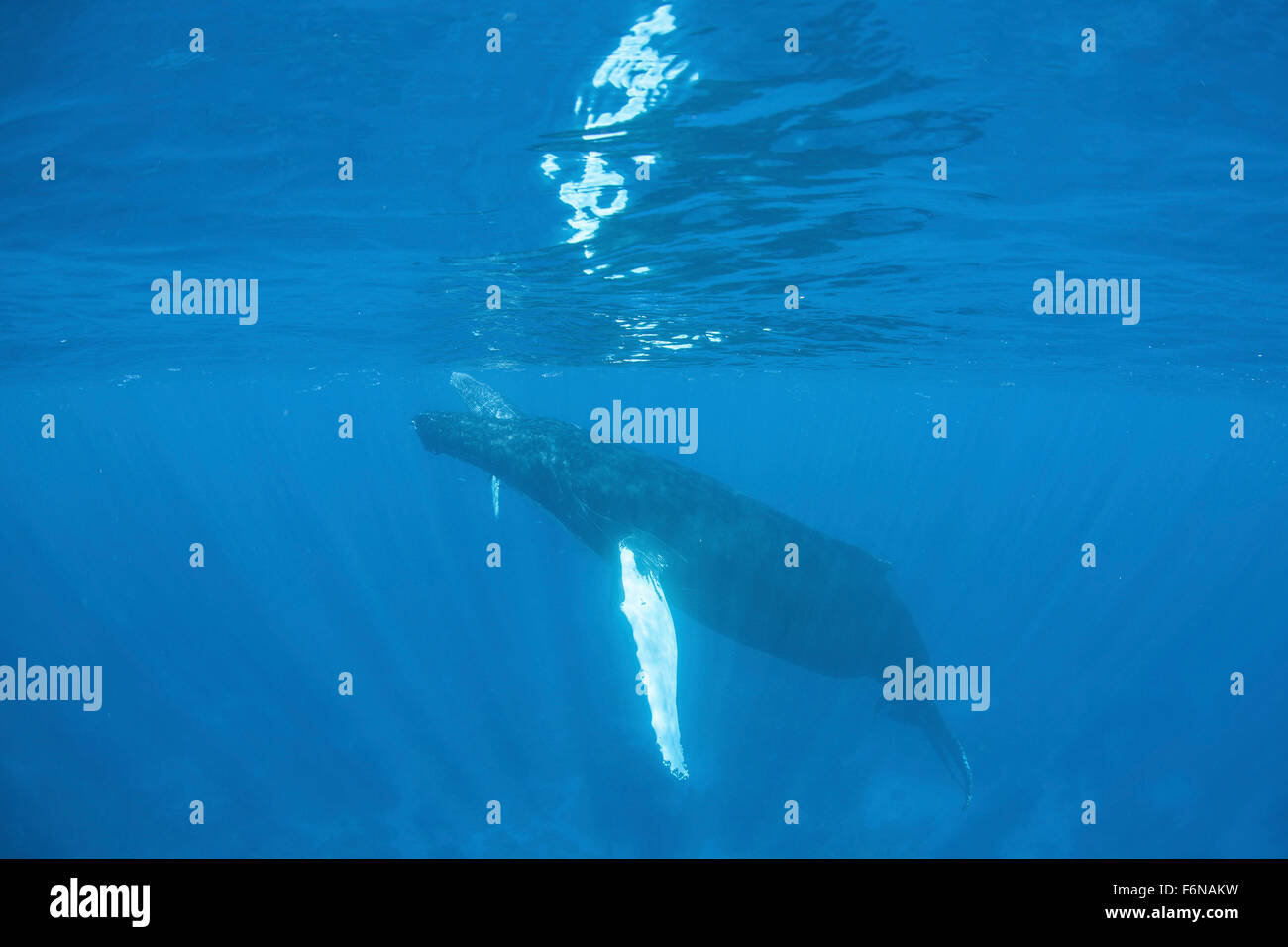 A humpback whale (Megaptera novaengliae) swimming just under the surface of the Caribbean Sea. Atlantic Humpbacks migrate from n Stock Photo