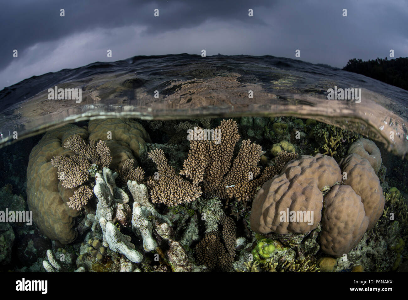 A colorful coral reef grows in shallow water in the Solomon Islands ...
